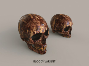 Human Skulls 3Dモデル