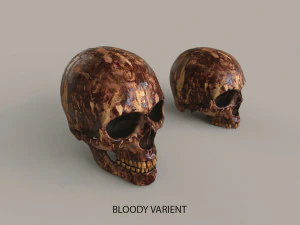 Cr&aacute;neos humanos Modelo 3D