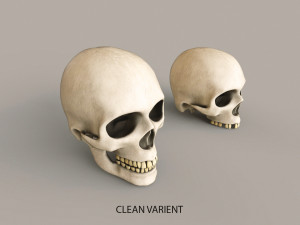 Human Skulls 3Dモデル