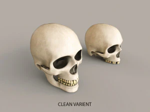 Cr&aacute;neos humanos Modelo 3D