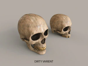 Cr&aacute;neos humanos Modelo 3D