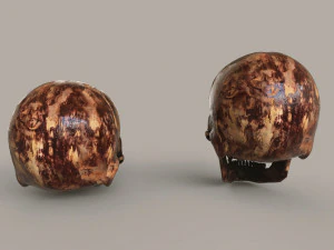 Cr&aacute;neos humanos Modelo 3D