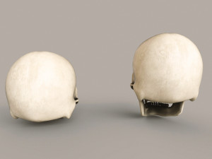 Human Skulls 3Dモデル