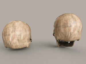 Human Skulls 3Dモデル