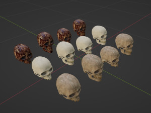Human Skulls 3Dモデル