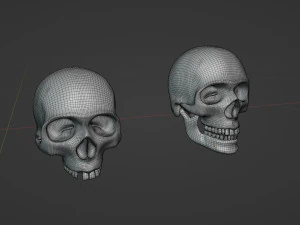 Cr&aacute;neos humanos Modelo 3D