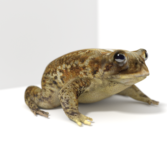 toad Modèle 3D .c4d .max .obj .3ds .fbx .stl .blend 
