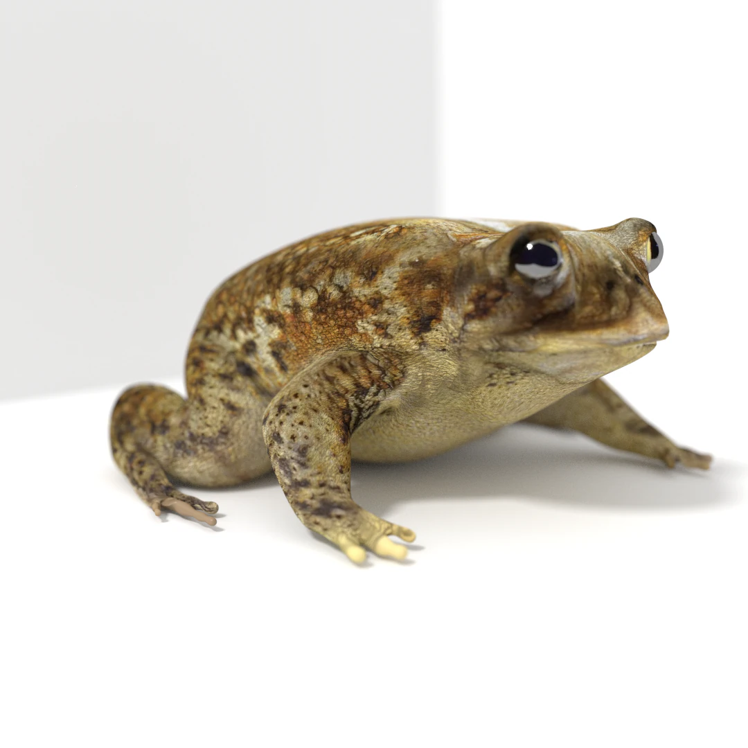 toad 3D Model .c4d .max .obj .3ds .fbx .stl .blend 