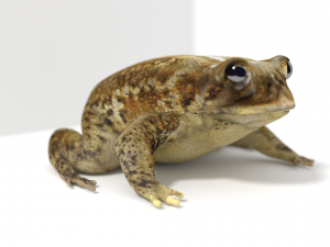 toad Modelo 3D