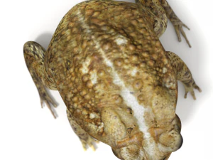 toad 3D Model