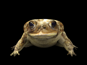 toad Modèle 3D
