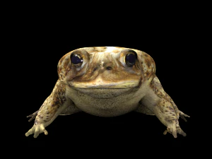 toad 3D Model