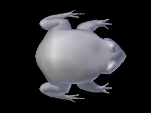 toad 3D Model