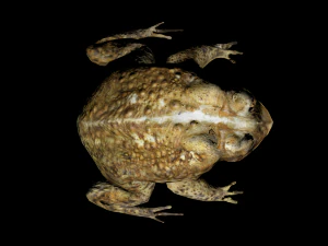 toad 3D Model