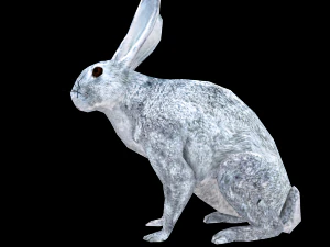 кролик 3D Модель