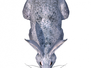 rabbit 3D Model