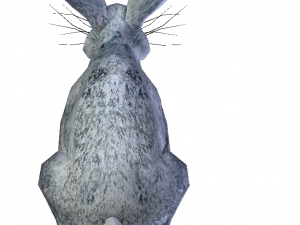 rabbit 3D Model