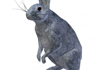 rabbit 3D Model