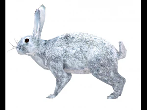 coniglio Modello 3D