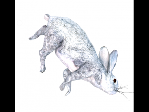 rabbit 3D Model