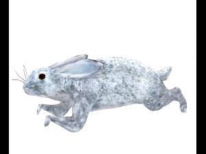 rabbit 3D Model
