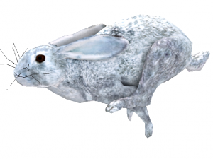 rabbit 3D Model