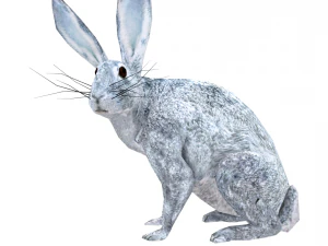 coniglio Modello 3D