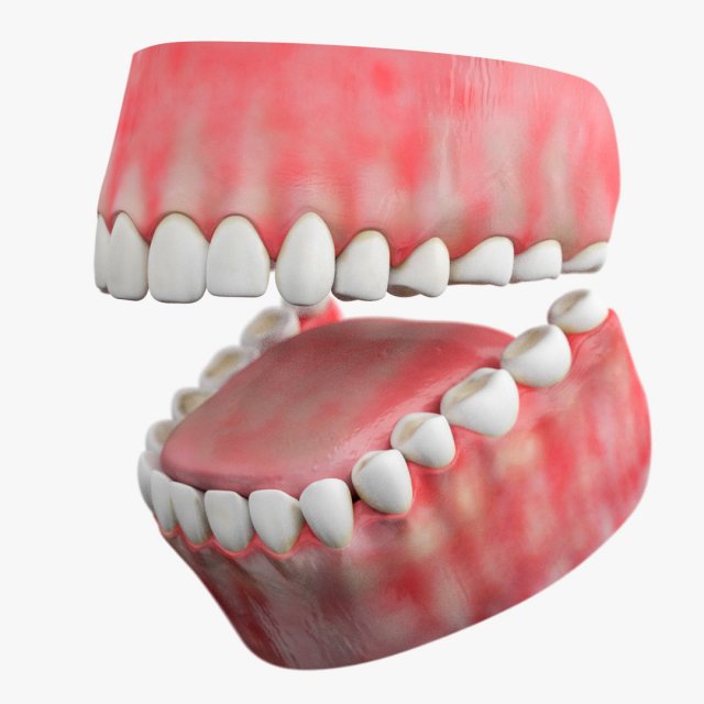 teeth with gums 3D Model .c4d .max .obj .3ds .fbx .stl .blend 