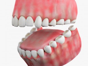 teeth with gums 3D-Modell