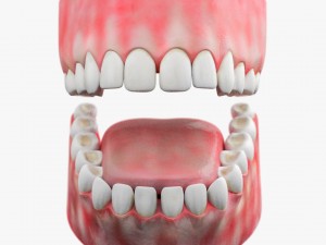 teeth with gums 3D Model