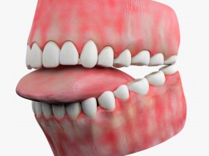 teeth with gums 3D Model