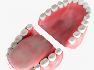 teeth with gums 3D Model