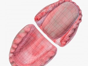 teeth with gums 3D Model