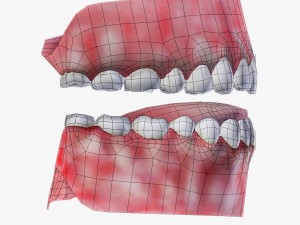 teeth with gums 3D Model