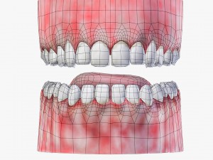 teeth with gums 3D Model