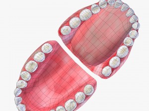teeth with gums 3D Model