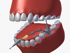 teeth with gums 3D Model