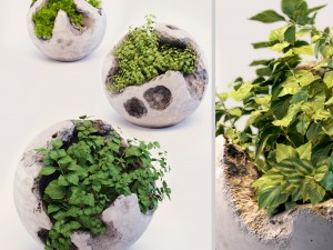 plants 3D Model