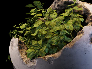 plants 3D Model