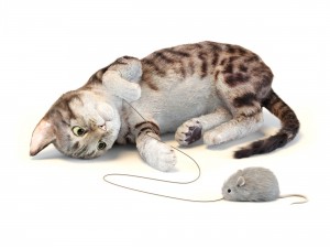kitten in two color options Modelo 3D