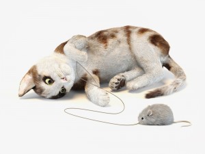 kitten in two color options 3D Model