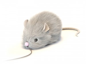 kitten in two color options 3D Model