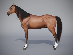 konia w trzech pozycjach Model 3D