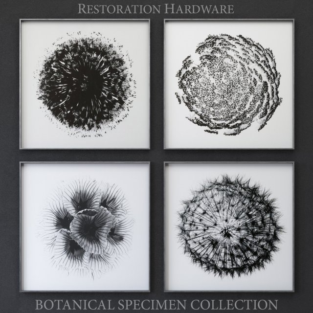 botanical specimen collection 3D Model .c4d .max .obj .3ds .fbx .stl .blend 