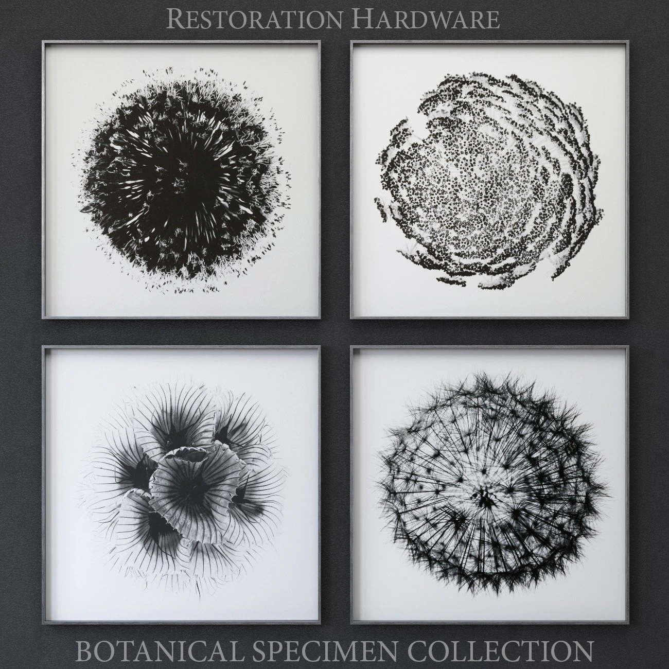 botanical specimen collection 3D Model .c4d .max .obj .3ds .fbx .stl .blend 