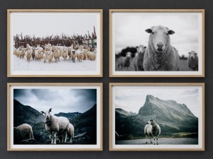juniqe sheep framed 3D Модель