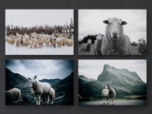 juniqe sheep framed 3D Модель