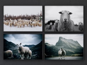 juniqe sheep framed 3D Модель
