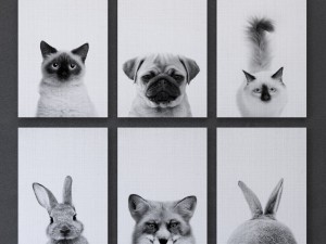 animals print collection framed set-01 3D Модель