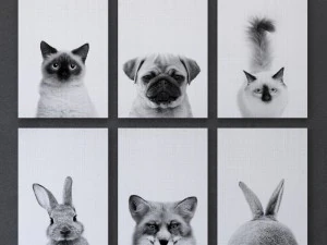animals print collection framed set-01 3D Model